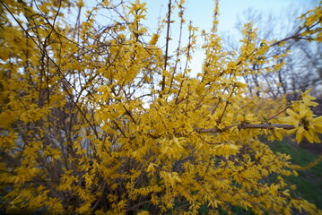 Spring yellow Forsythia suspensa flowers