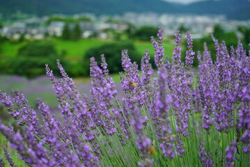 Hokkaido's famous lavender field