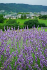 Fototapeta premium Hokkaido's famous lavender field