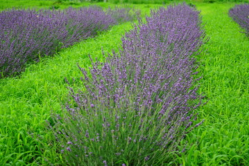Fototapeta premium Hokkaido's famous lavender field