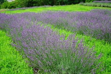 Obraz premium Hokkaido's famous lavender field