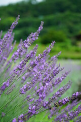 Fototapeta premium Hokkaido's famous lavender field