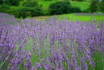 Fototapeta premium Hokkaido's famous lavender field