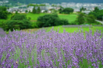 Naklejka na ściany i meble Hokkaido's famous lavender field