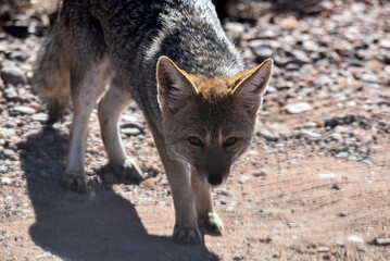 Pequeño zorro en San Luis, Argentina
