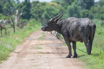 Water buffalo