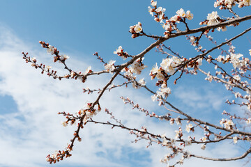 Blooming tree branch on a blue sky background