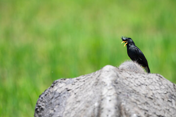 Myna And Starling