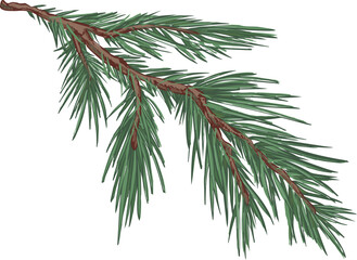 Spruce Branch Hand Drawn Illustration