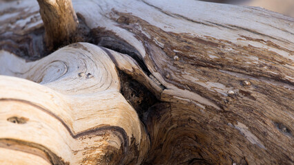 Abstraction in dry wood