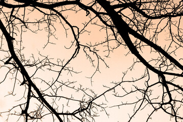 Fototapeta na wymiar Branches twigs silhouette in the background of the colorful sky at sunset.Use this for wallpaper or background.