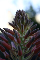Flor de Aloe Vera con hojas carnosas llenas de savia, se usa para productos medicinales y decorativos, forma un bello diseño natural con fondo en Bokeh