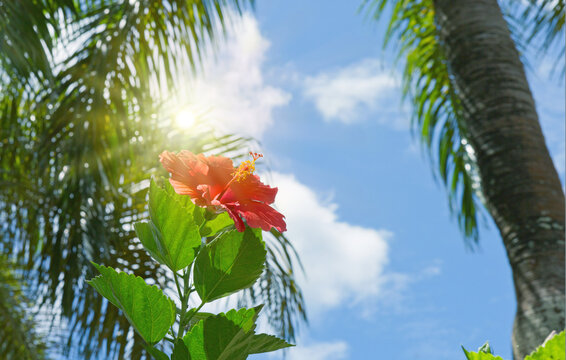 Travel background with sunlight and red hibiscus .