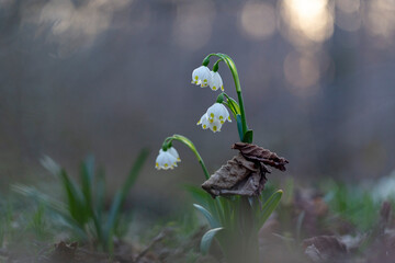 Leucojum vernum, called the spring snowflake, flowering plant in the family Amaryllidaceae. blooming of White spring snowflake flowers in springtime.