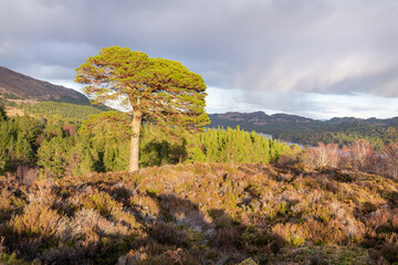 Large tree in evening sunlight at the Glen Affric view point, Highlands, Scotland - obrazy, fototapety, plakaty