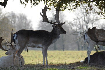 fallow deer in a field