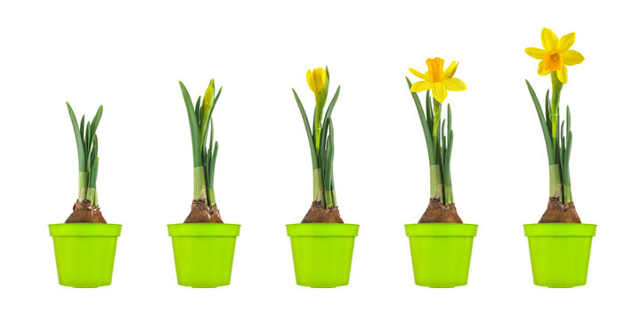 Growth stages of a yellow narcissus from flower bulb to blooming flower isolated on white