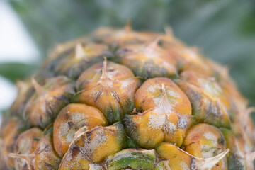 macro Pineapple skin, Pineapple isolate on white, raw Pineapple close-up