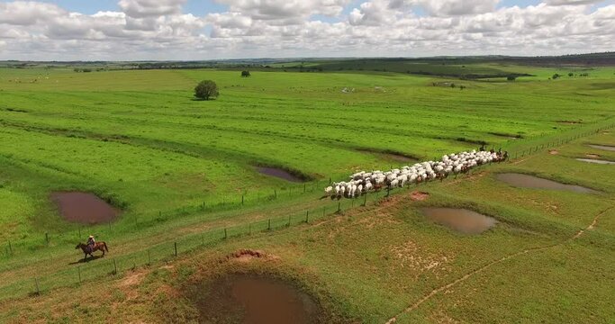 Herd Cows orbital drone footage 