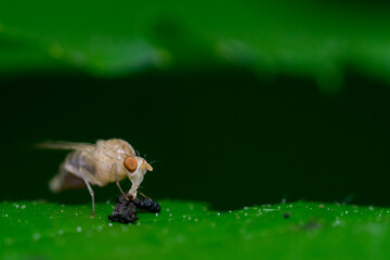 Mała muszka owocowa Drosophila melanogaster, posilająca się na liściu.