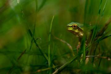 Żaba rzekotka (Hylidae) ukrywająca się w trawie. - obrazy, fototapety, plakaty