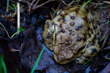 Ropucha siedząca w sadzawce, widok z góry.