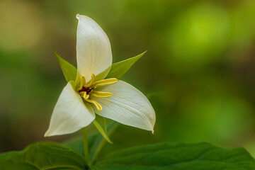 Sweet White Trillium Wildflower