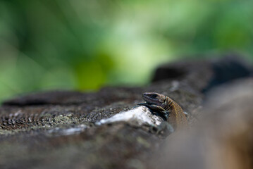 Jaszczurka odpoczywająca na starym pniu, płytka głębia ostrości.