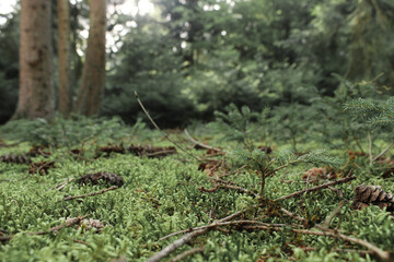 Green coniferous forest overlooking the village and mountains. Summer landscape. High quality photo