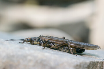 Duży groźnie wyglądający owad siedzący na kamieniu. - obrazy, fototapety, plakaty