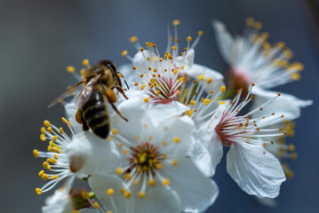Pszczoła zbierająca nektar z kwitnącej rośliny. - obrazy, fototapety, plakaty