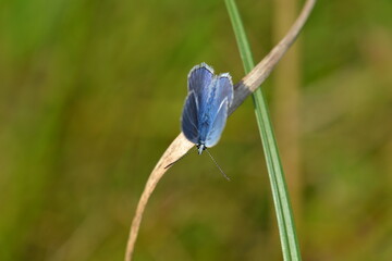 Motyl modraszek ikar, polyommatus icarus. Samiec siedzący na źdźble suchej trawy. - obrazy, fototapety, plakaty