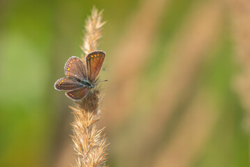 Motyl modraszek ikar, polyommatus icarus samica. Siedząca na źdźble suchej trawy. - obrazy, fototapety, plakaty