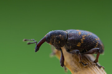 Fototapeta Curculio, chrząszcz z rodziny ryjkowcowatych, rozmyte zielone tło. obraz