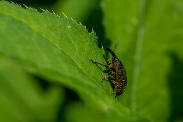 Chrząszcz ryjkowcowaty na liściu (Curculio)