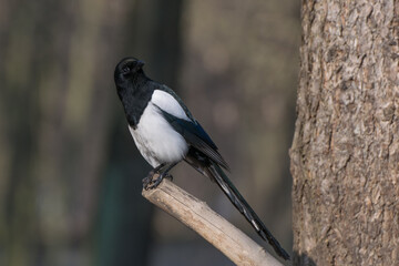 Sroka pospolita (Pica pica) patrząca prosto w obiektyw. © Grzegorz