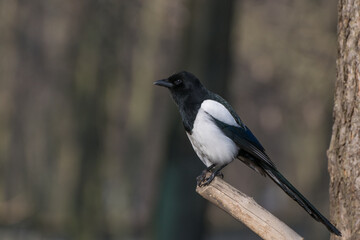 Czarno biały ptak na gałęzi, sroka pospolita[5] (Pica pica)