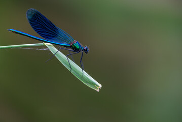 Niebieski owad na źdźble trawy, ważka świtezianka błyszcząca (Calopteryx splendens). © Grzegorz