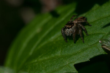 Mały skaczący pająk z wielkimi oczami, skakunowate (Salticidae).  - obrazy, fototapety, plakaty