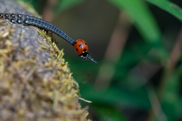 Biedronka (coccinellidae) chodząca po ogonie jaszczurki. © Grzegorz