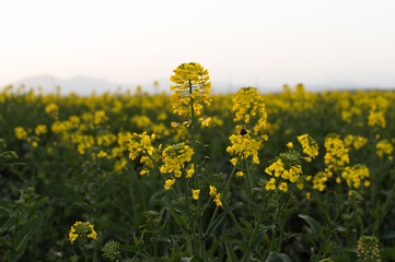 Plantas silvestres amarillas