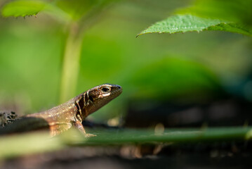 Jaszczurka odpoczywająca pod liśćmi w lesie. © Grzegorz