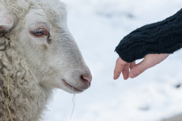 Przyjaźń pomiędzy owcą i człowiekiem, ludzka dłoń zbliżająca się do głowy owcy.