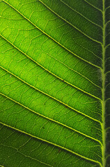 close up leaf texture