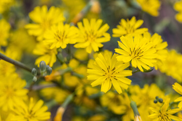 bright small yellow flowers in spring