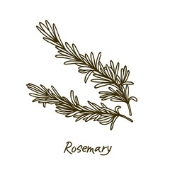 Rosemary branch. Vector sketch on white background