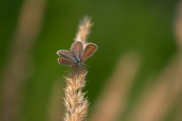 Motyl występujący w Polsce, Modraszek ikar (Polyommatus icarus) samica na zielonym tle.  - obrazy, fototapety, plakaty