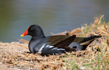 Common Moorhen, Kruger National Park