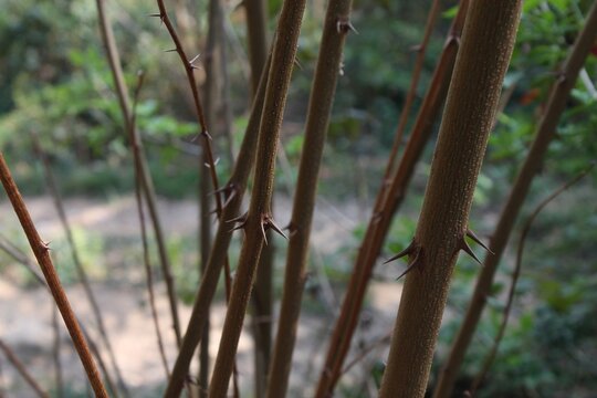 Pianta spinata