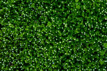 Spring grass texture with little white flowers